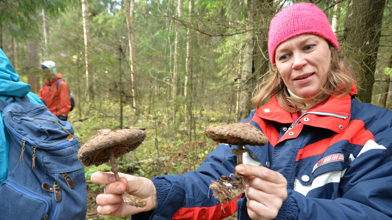 Russischer Herbst: Endspurt beim Pilze-Sammeln in Russland