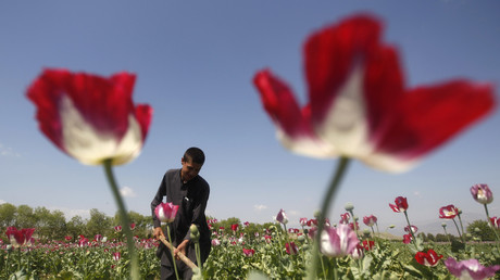 Einträgliche Arbeit: Ein Opiumbauer in Afghanistan kümmert sich um sein Feld.