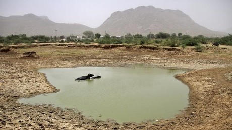 Laut Meteorologen wird das Jahr 2016 das heißeste Jahr auf der Erde. Ein Büffel badet in einer ausgetrockneten Pfütze, Ajmer, Indien, Mai 2015.