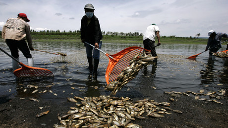 Dorfbewohner sammeln tote Fische nachdem ein Leck in einer Fleischfabrik das Wasser verseuchte, Acatlan de Juarez, Mexiko, 1. Juli 2013. 